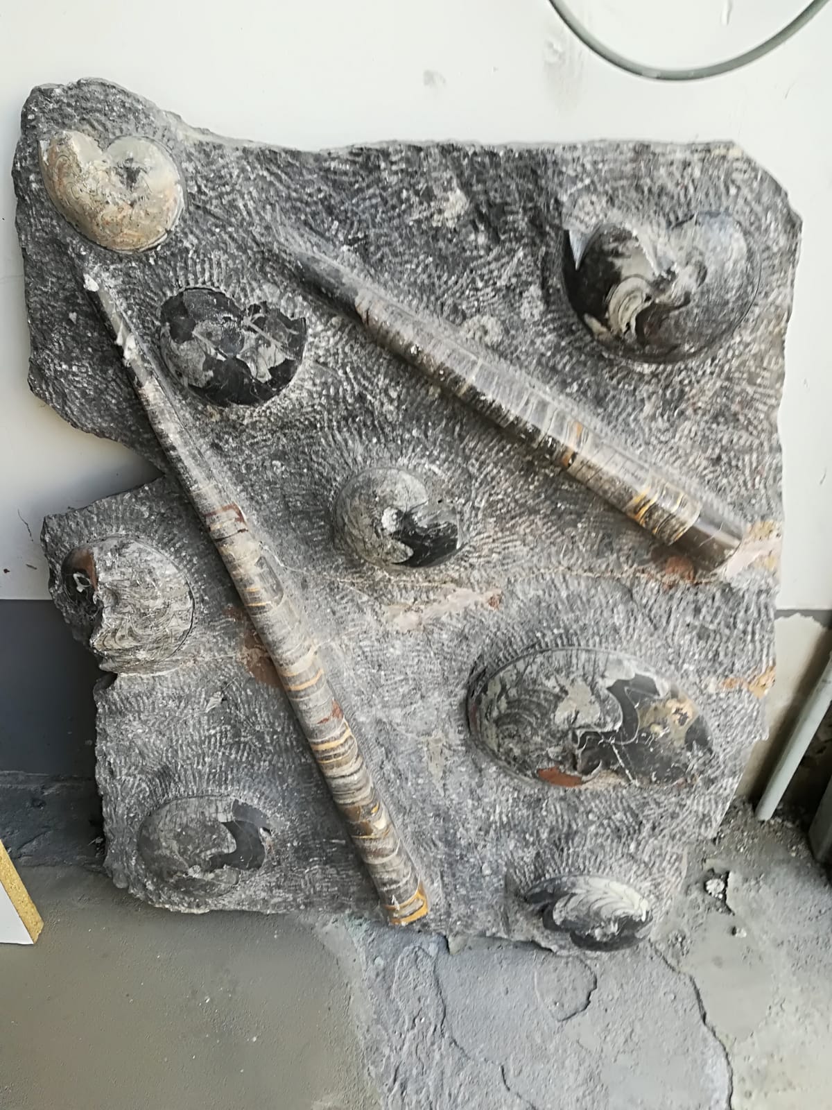 Pietra fossile
