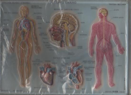 tavola corpo umano